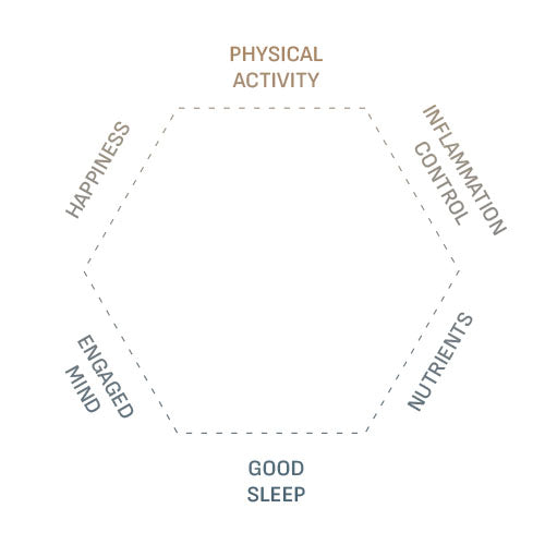 Diagram of health benefits with labels including 'Physical Activity', 'Inflammation Control', 'Nutrients', 'Good Sleep', and 'Engaged Mind'.