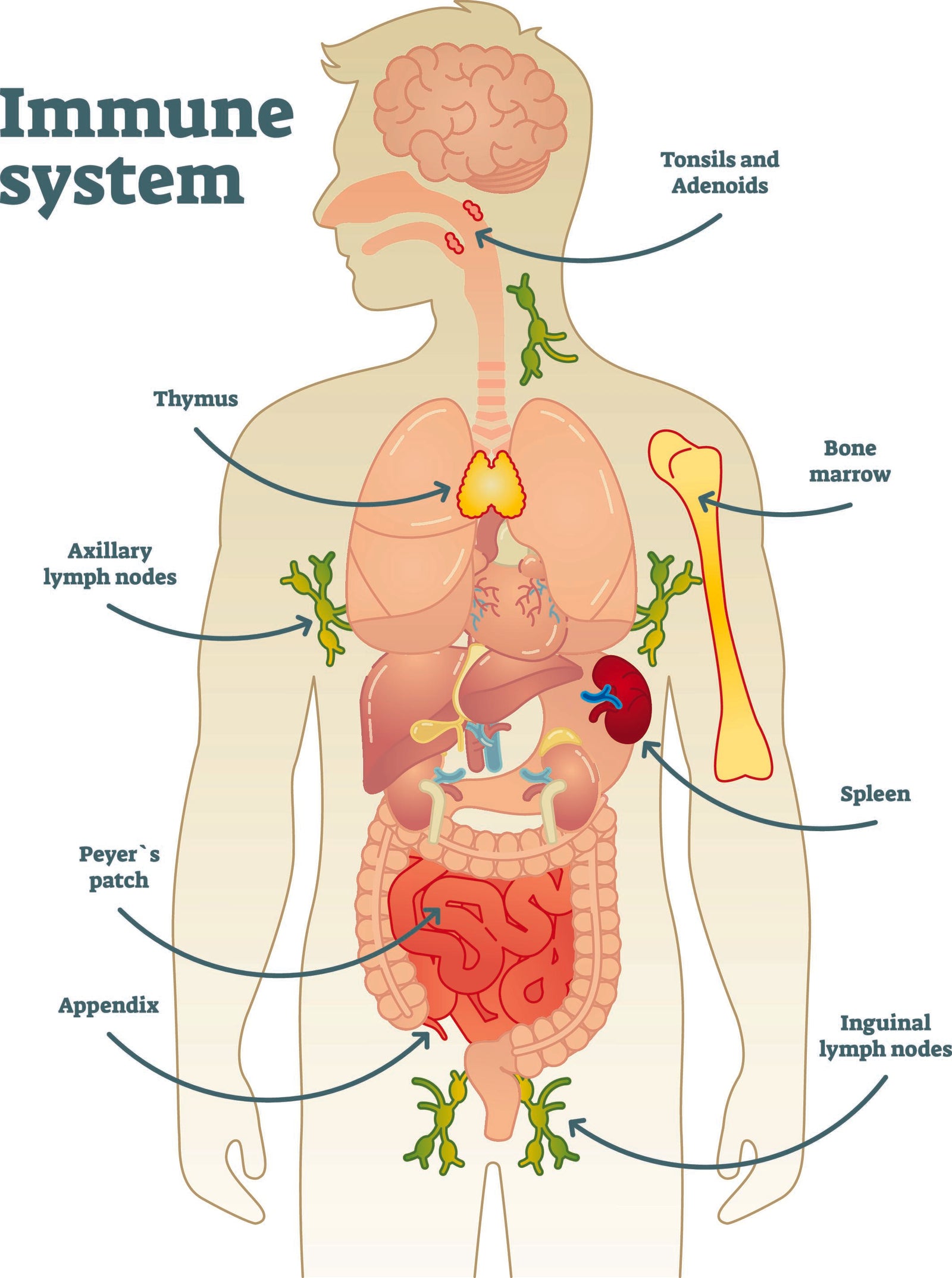 Das Immunsystem und sein internes Netwerk