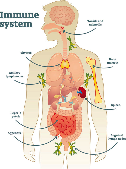 Das Immunsystem und sein internes Netwerk