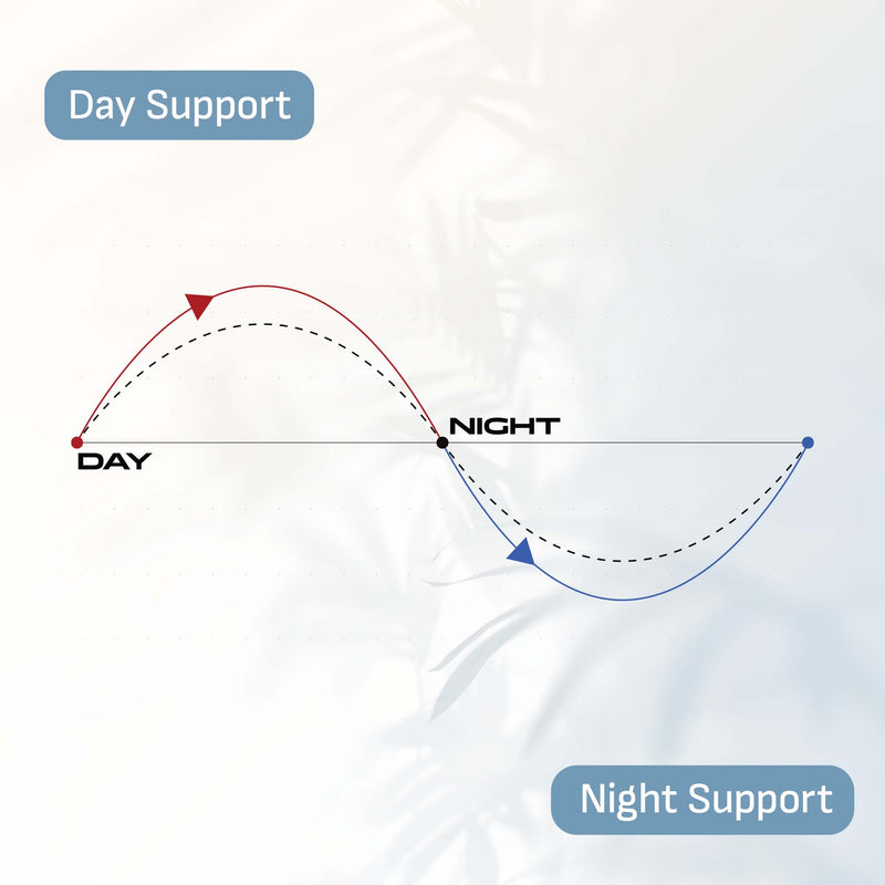 Diagram showing day and night support with red and blue lines on a white background
