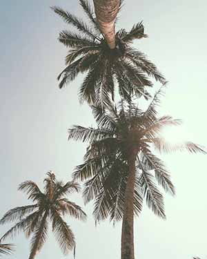 Three palm trees against a clear sky